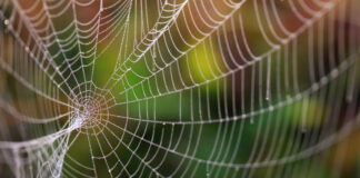 Pera lá, o quê? Caderno de um sobrevivente